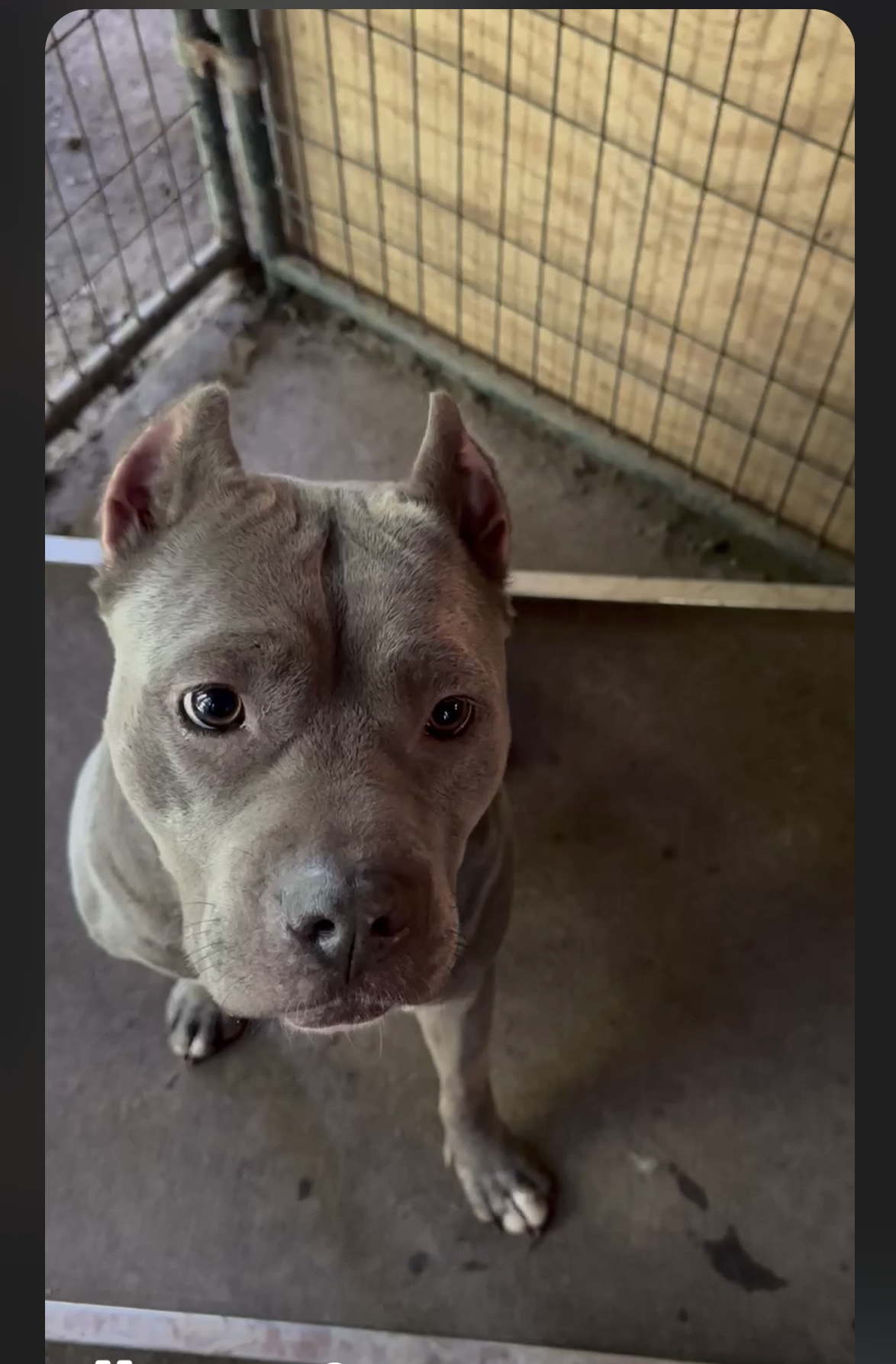 Bonnie, Adopted, Adult Female Cane Corso & Pit Bull Terrier.