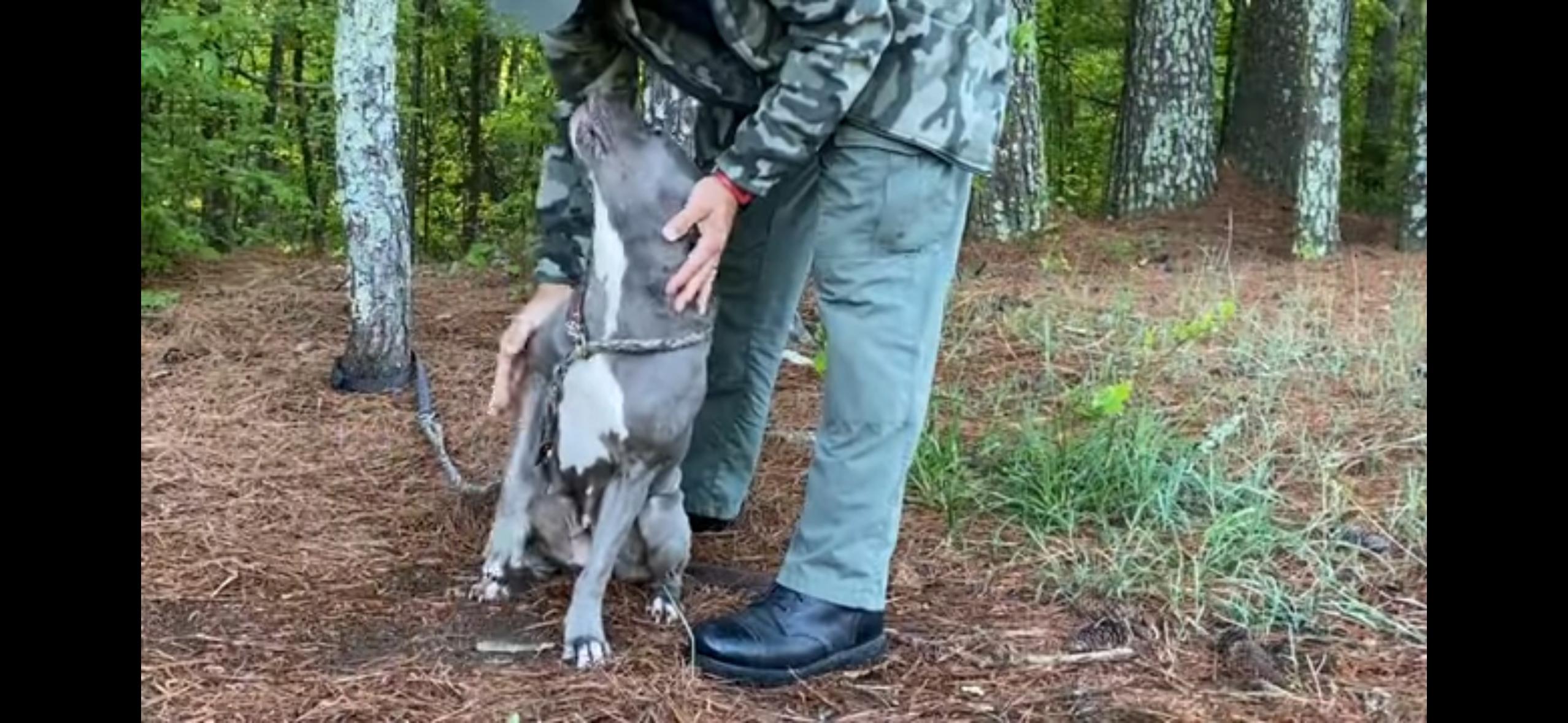 Bonnie, a Adopted mixed breed in Powell, TN image 2/5