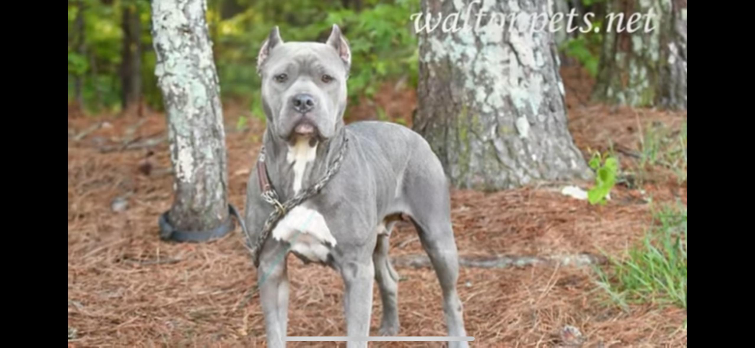 Bonnie, a Adopted mixed breed in Powell, TN image 3/5