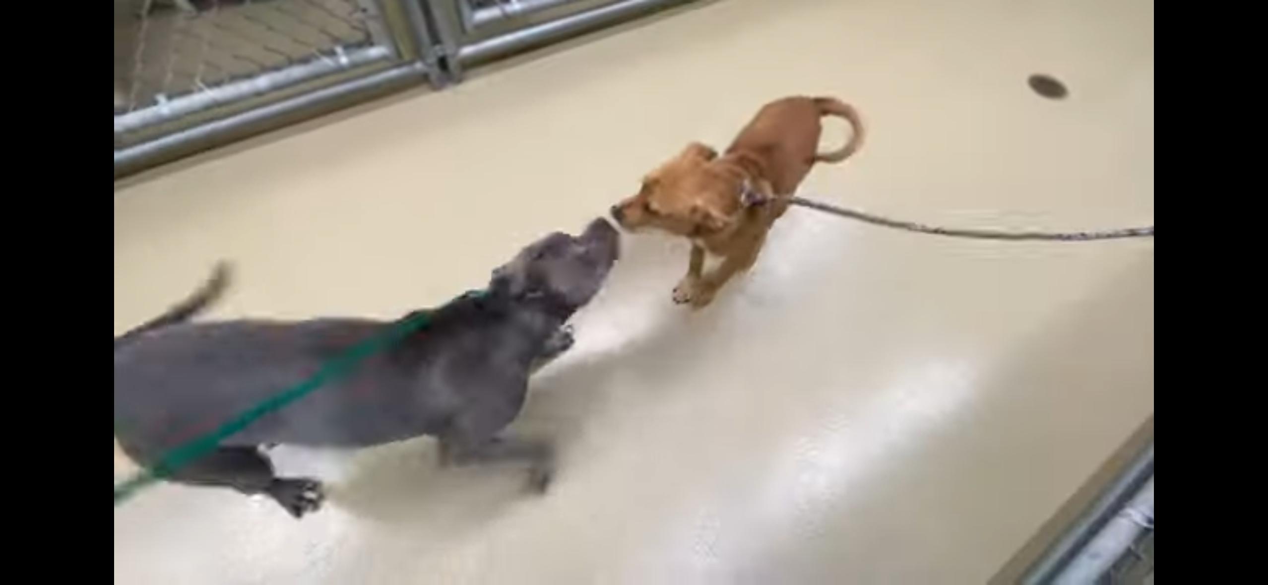 Bonnie, a Adopted mixed breed in Powell, TN image 4/5