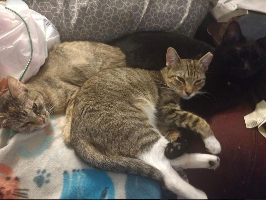 Bunny, Adoptable, Adult Female Domestic Short Hair.