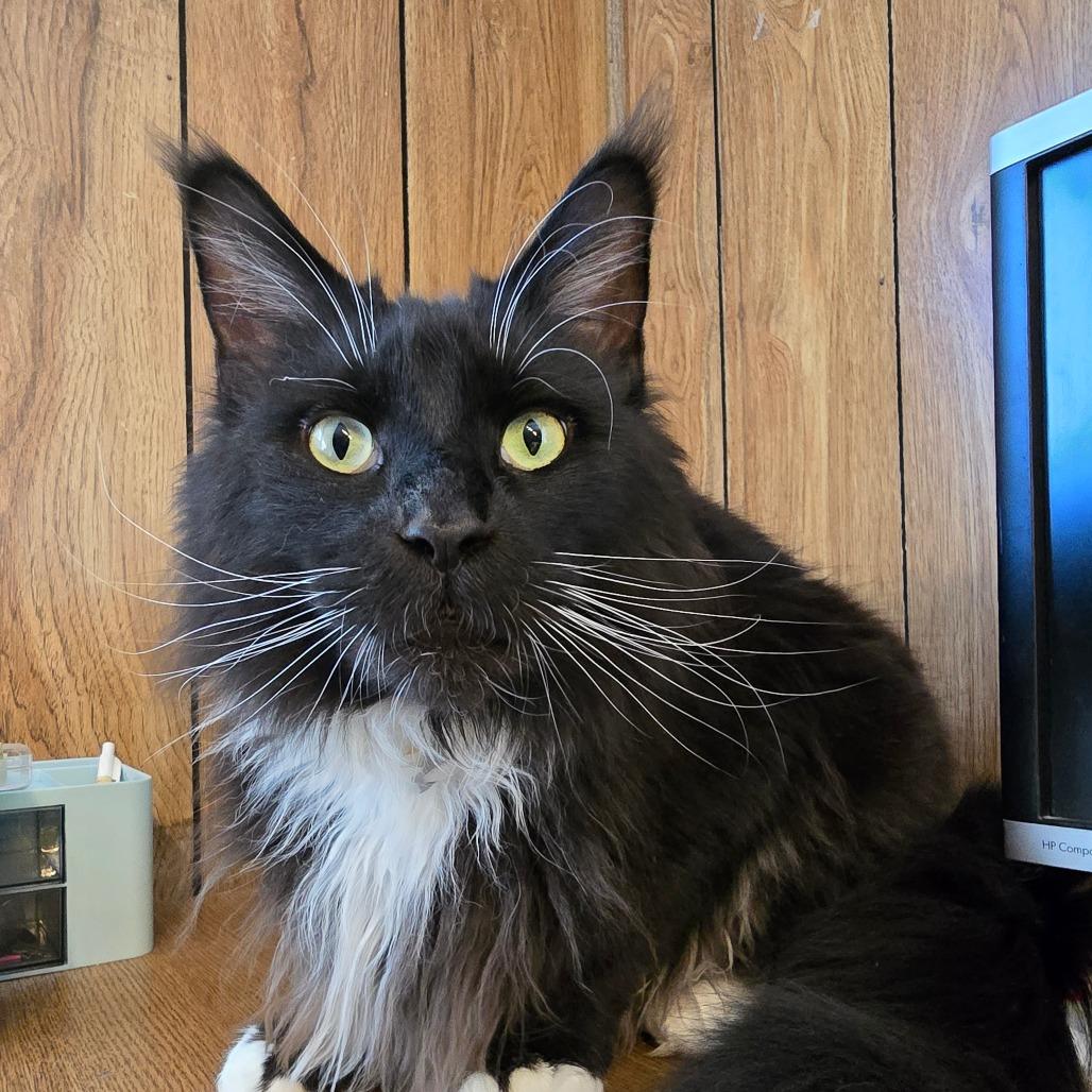 Ghost, a Adoptable Domestic Long Hair in Hanna City, IL image 1/2