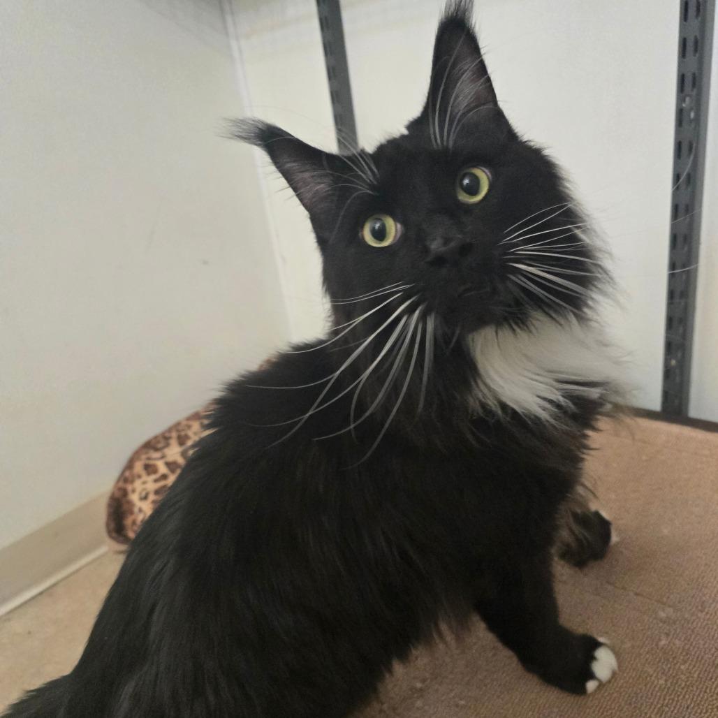 Ghost, a Adoptable Domestic Long Hair in Hanna City, IL image 2/2