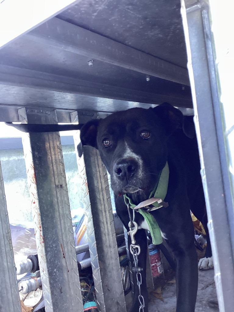 Enlarge Sandi, a Adoptable mixed breed in Winnsboro, SC image 2/3