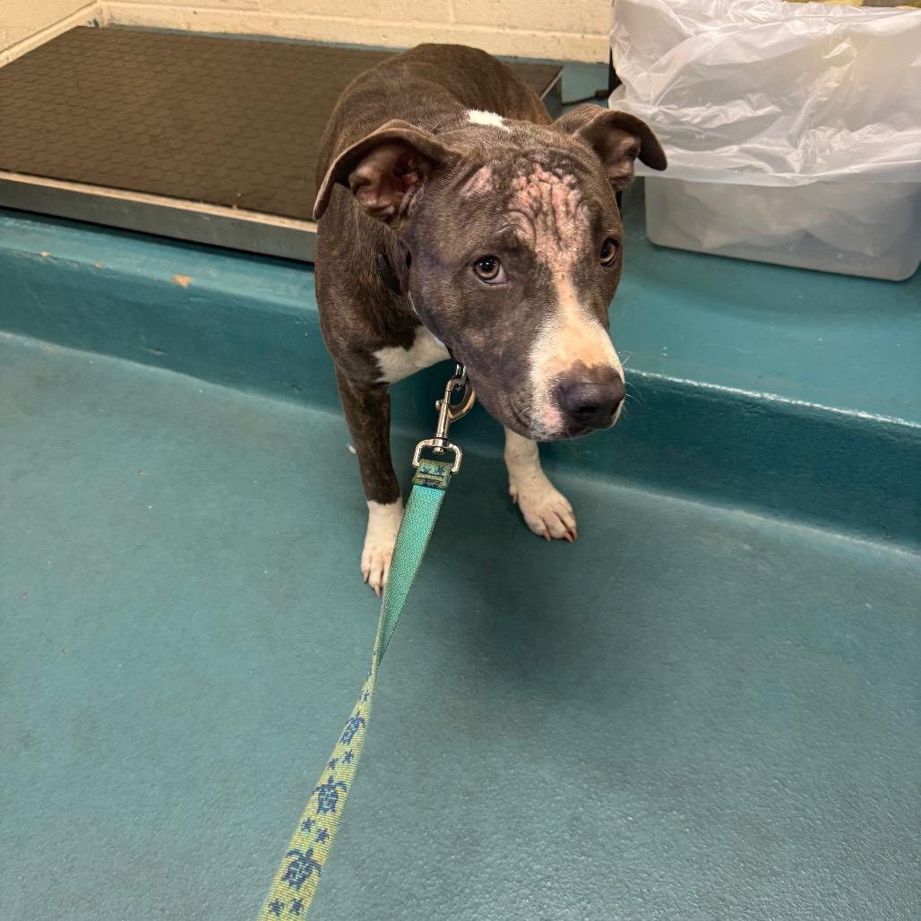 Enlarge Elle Mae, a Adoptable Mixed Breed in Memphis, TN image 1/1