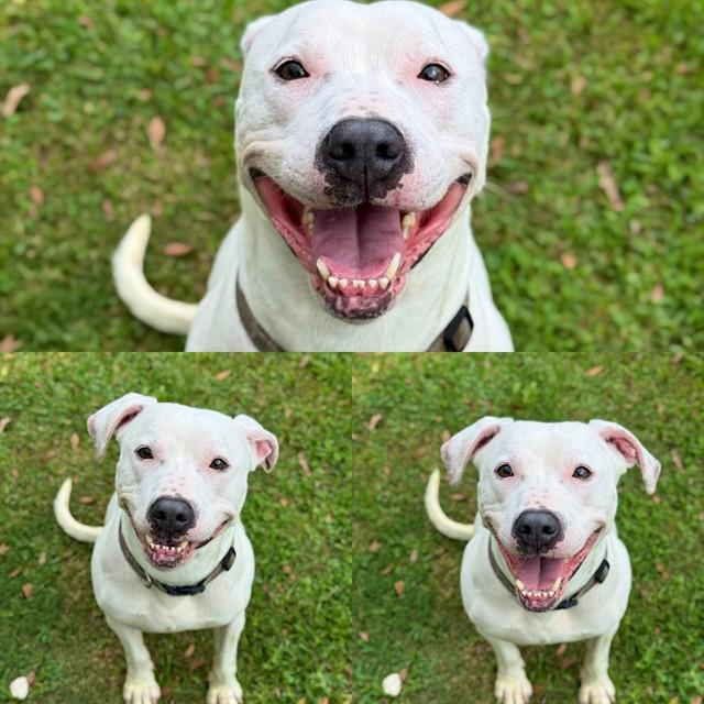 Enlarge WHIMSY, a Adoptable Labrador Retriever in Sugar Land, TX image 1/1