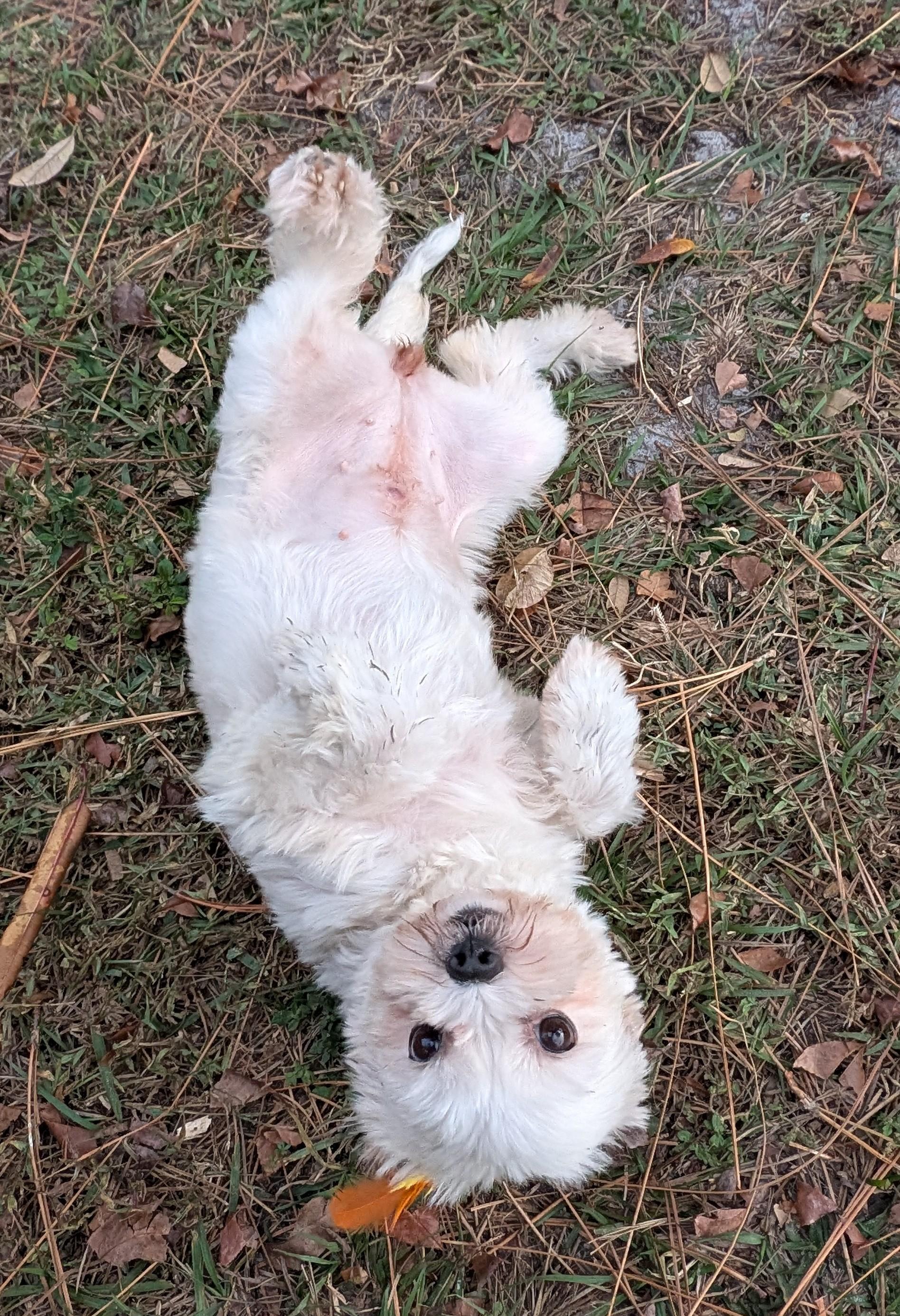 Mimi, a ADOPTABLE mixed breed in Orlando, FL image 1/6