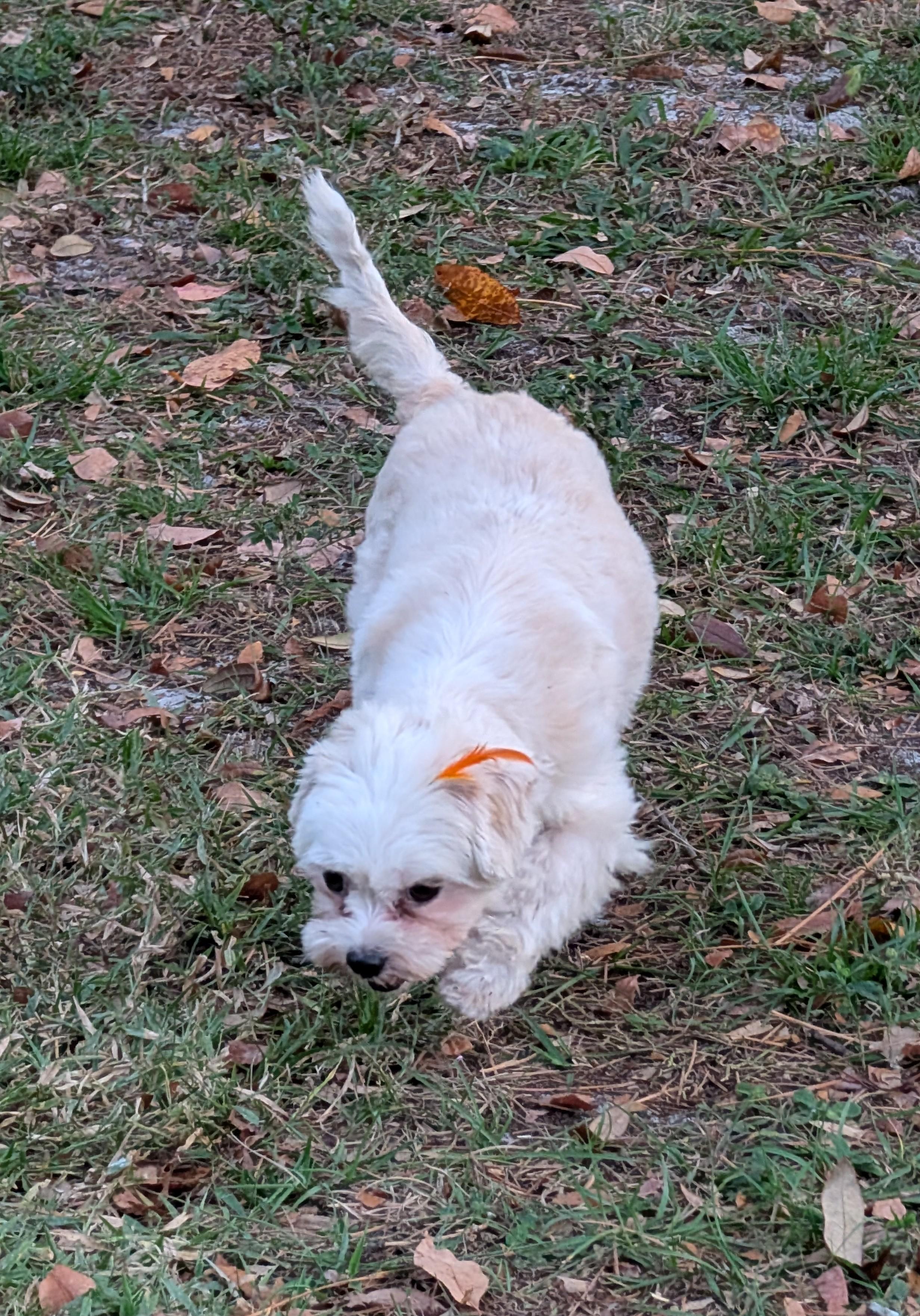 Mimi, a ADOPTABLE mixed breed in Orlando, FL image 2/6