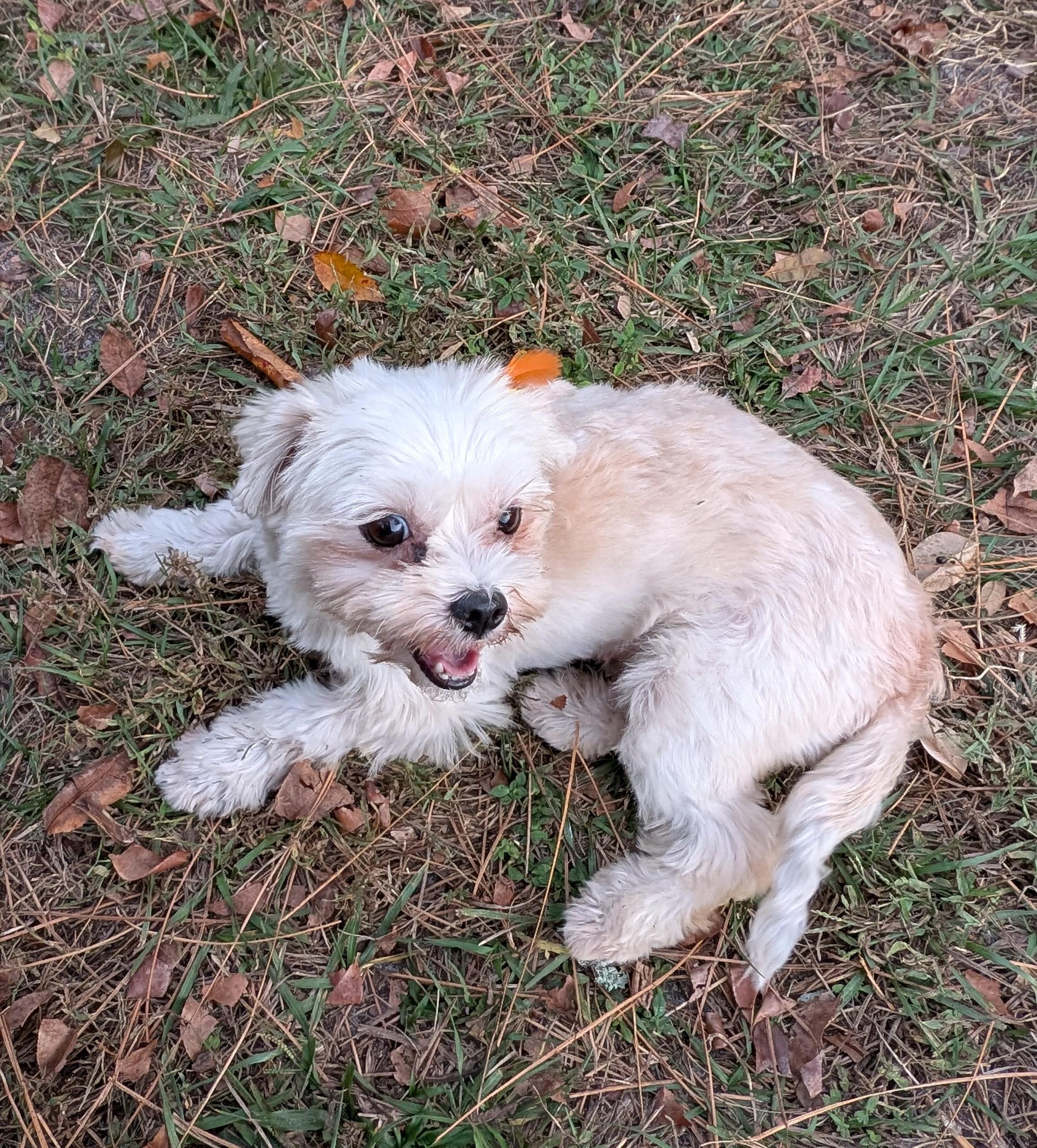 Mimi, a ADOPTABLE mixed breed in Orlando, FL image 3/6