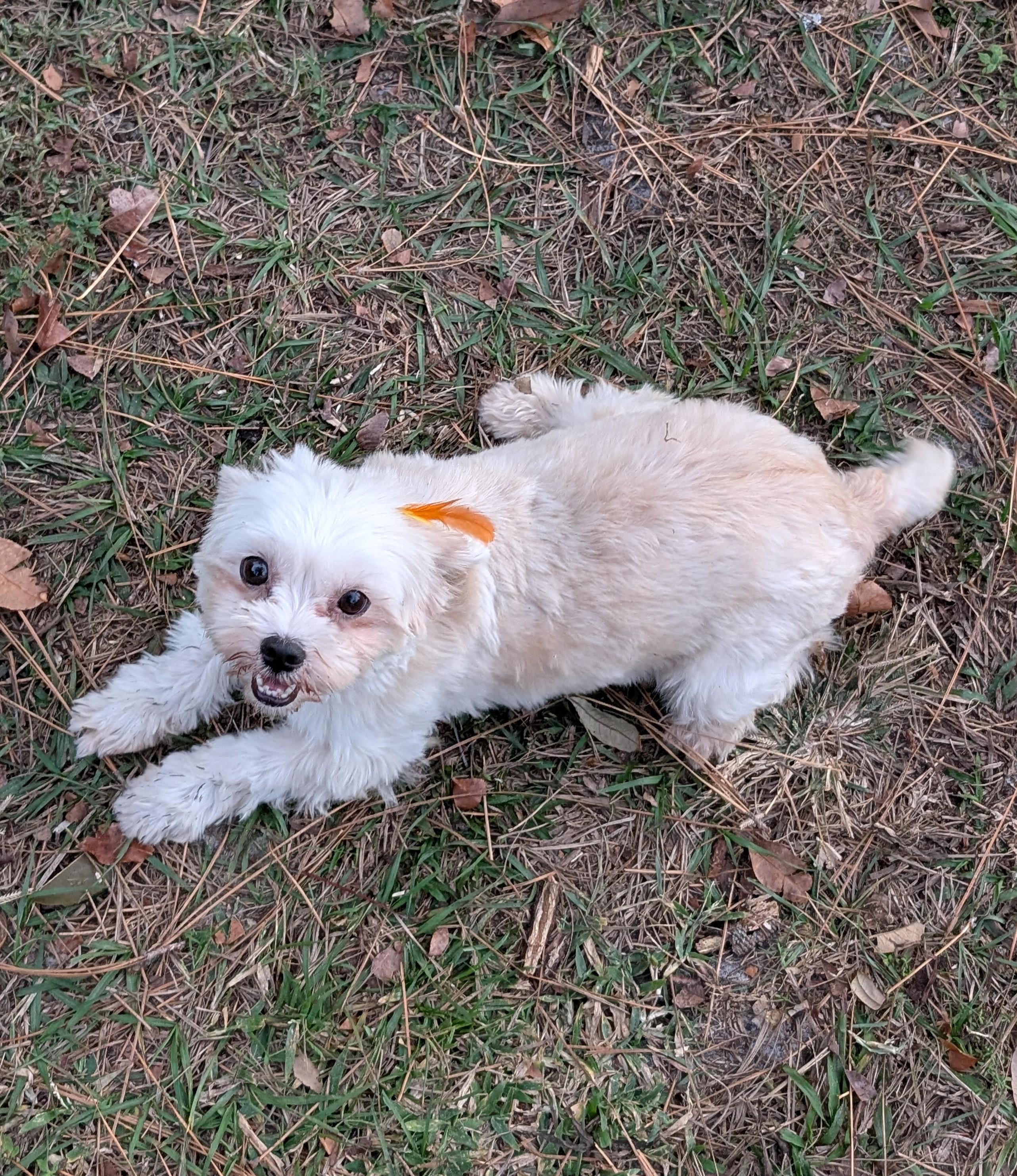 Mimi, a ADOPTABLE mixed breed in Orlando, FL image 4/6