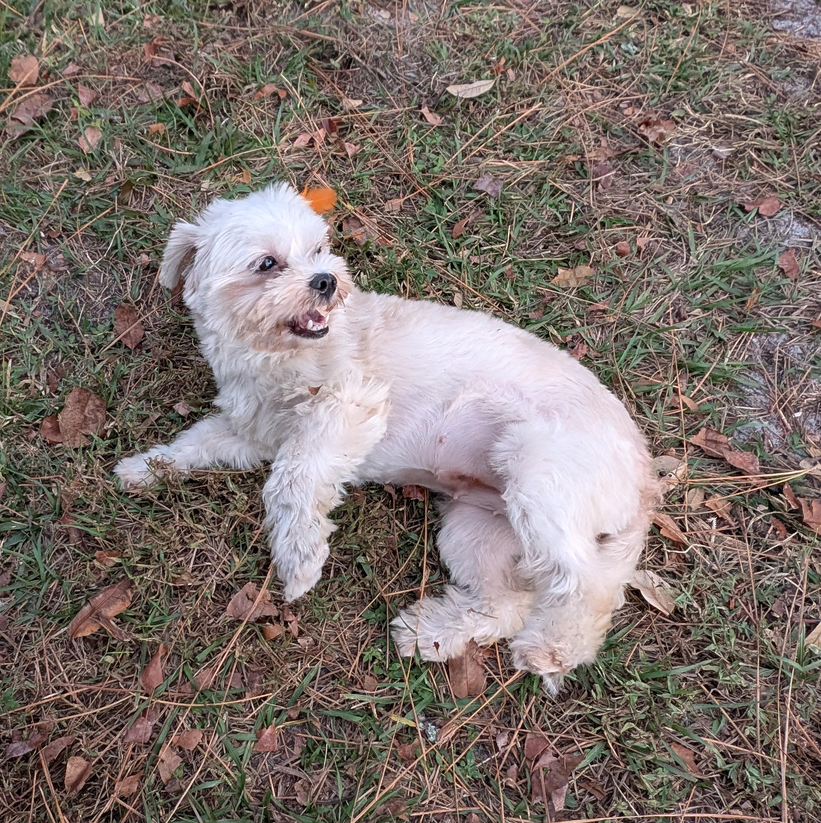 Mimi, a ADOPTABLE mixed breed in Orlando, FL image 5/6