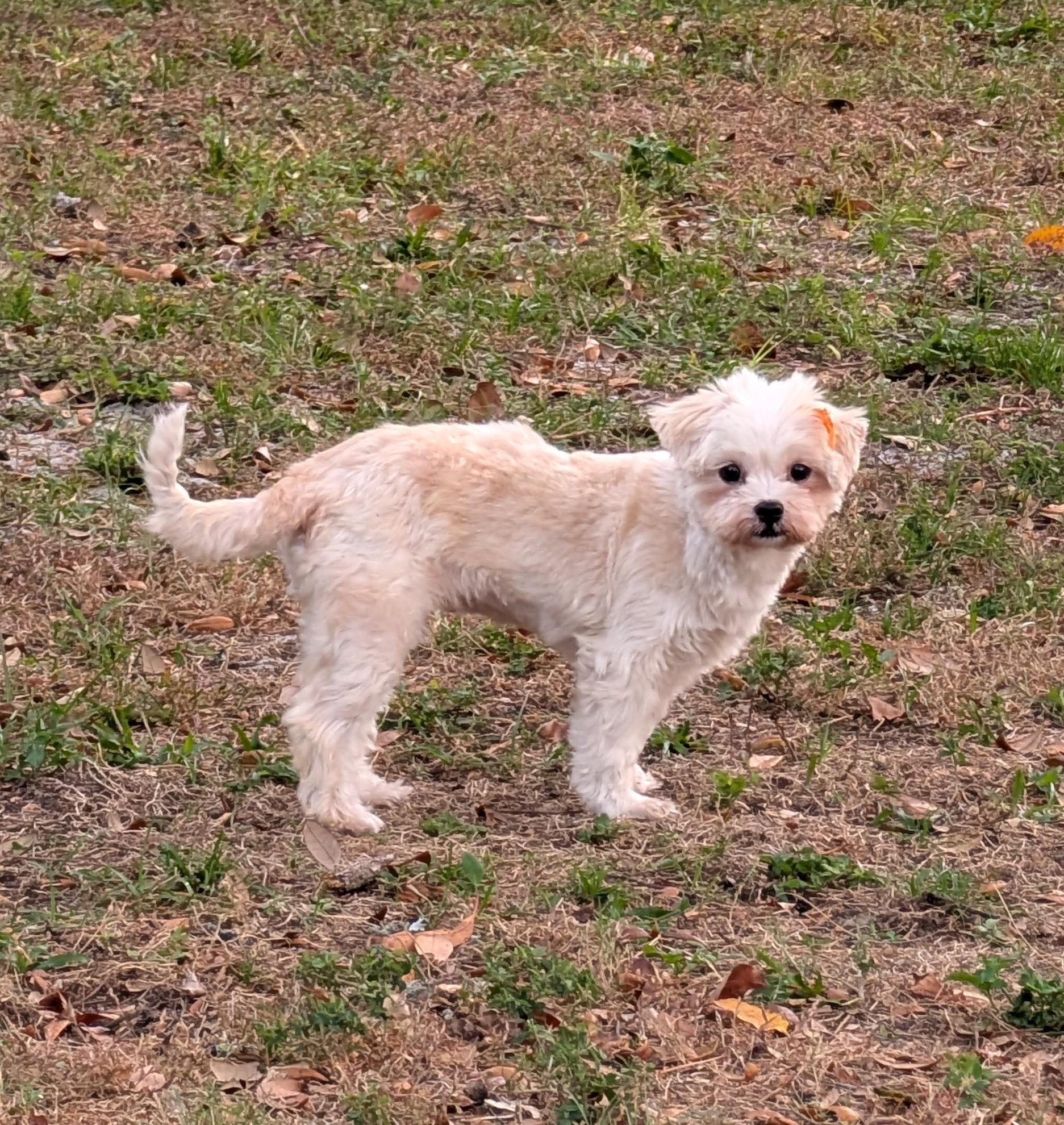 Mimi, a ADOPTABLE mixed breed in Orlando, FL image 6/6