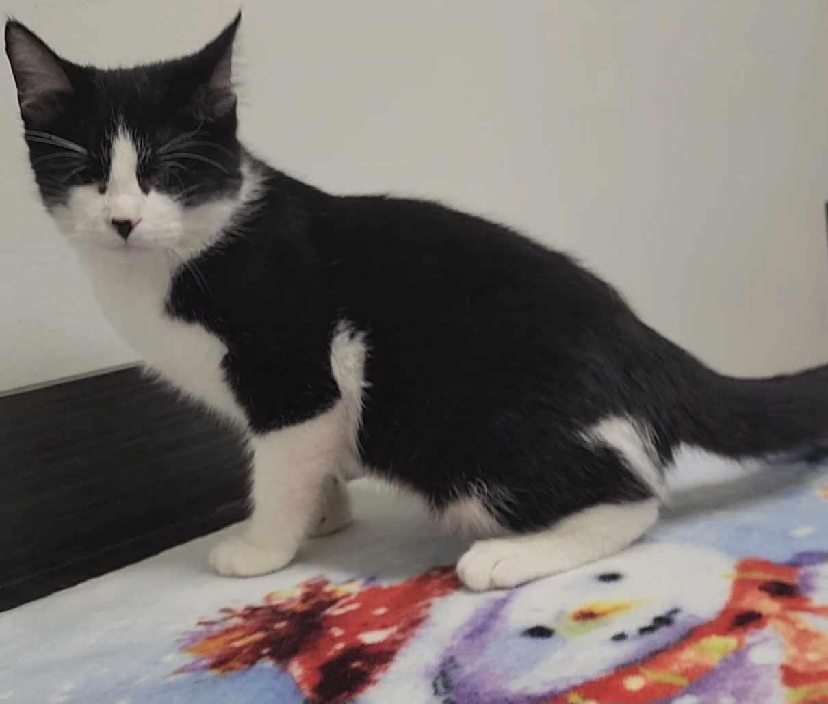 Seer, Adopted, Kitten Male Tuxedo & Domestic Short Hair.