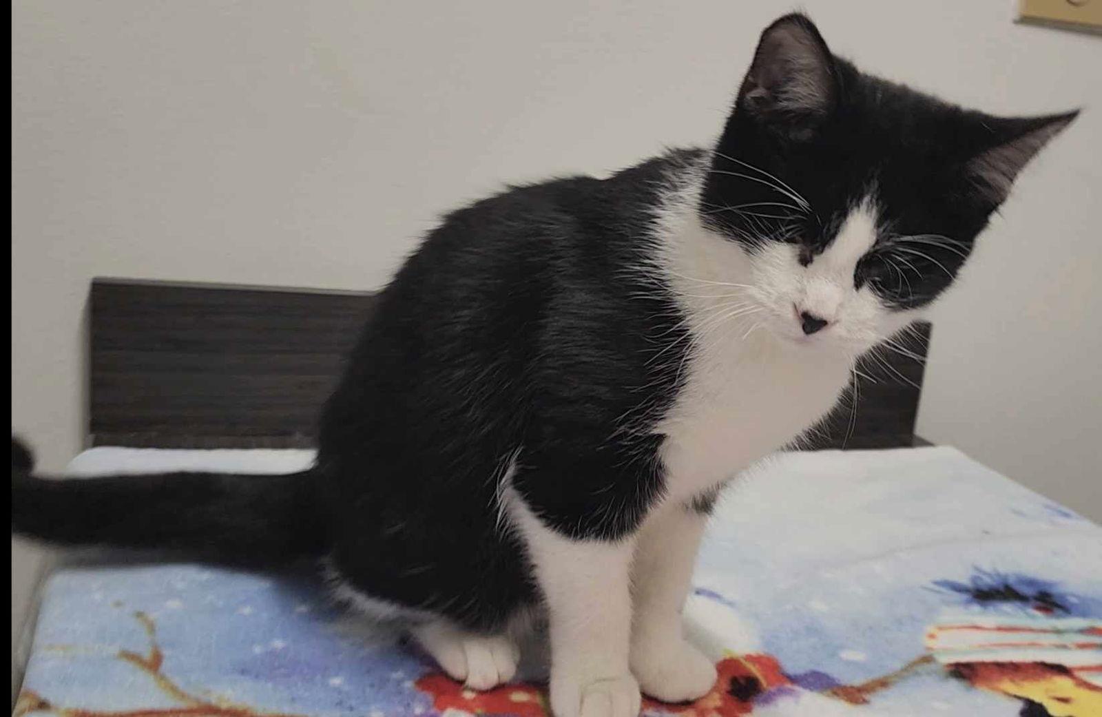 Seer, a Adopted mixed breed in Pineville, LA image 2/3