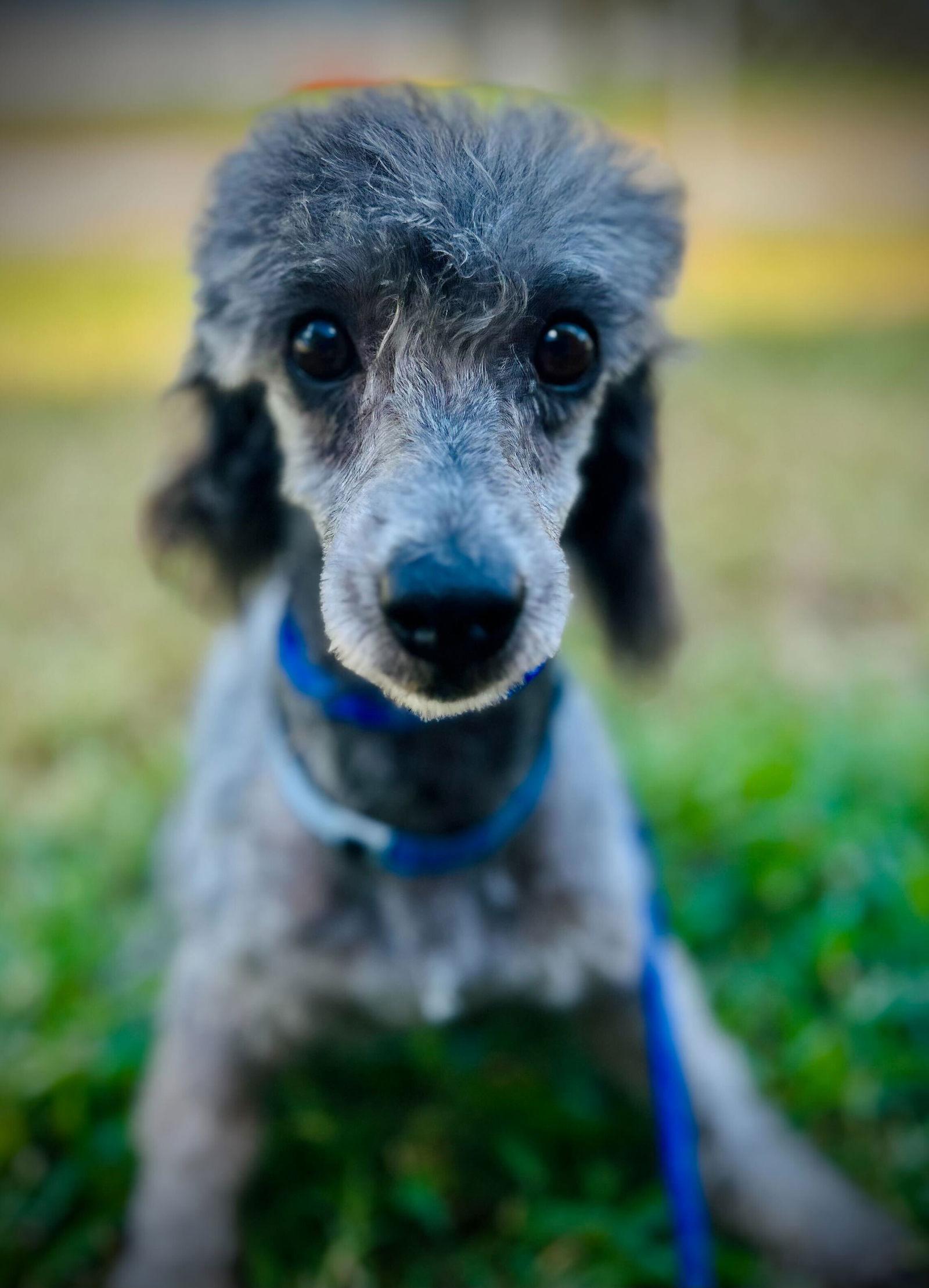 Enlarge Bullet Sep 25, a Adoptable Poodle in Pacolet, SC image 1/3