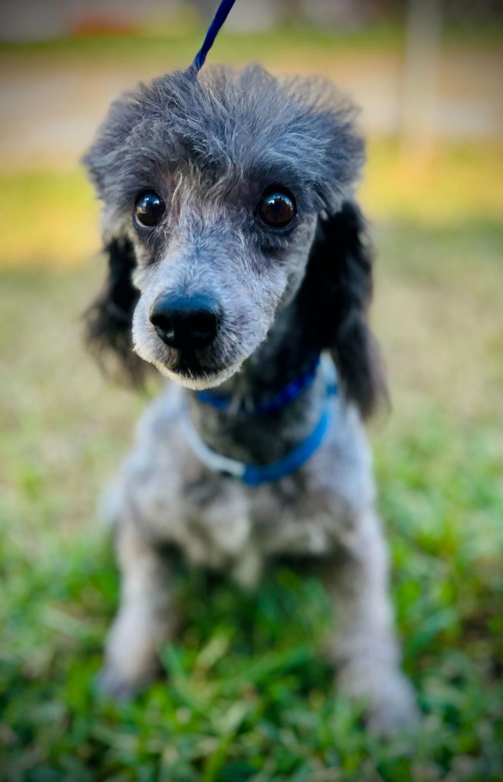 Enlarge Bullet Sep 25, a Adoptable Poodle in Pacolet, SC image 2/3