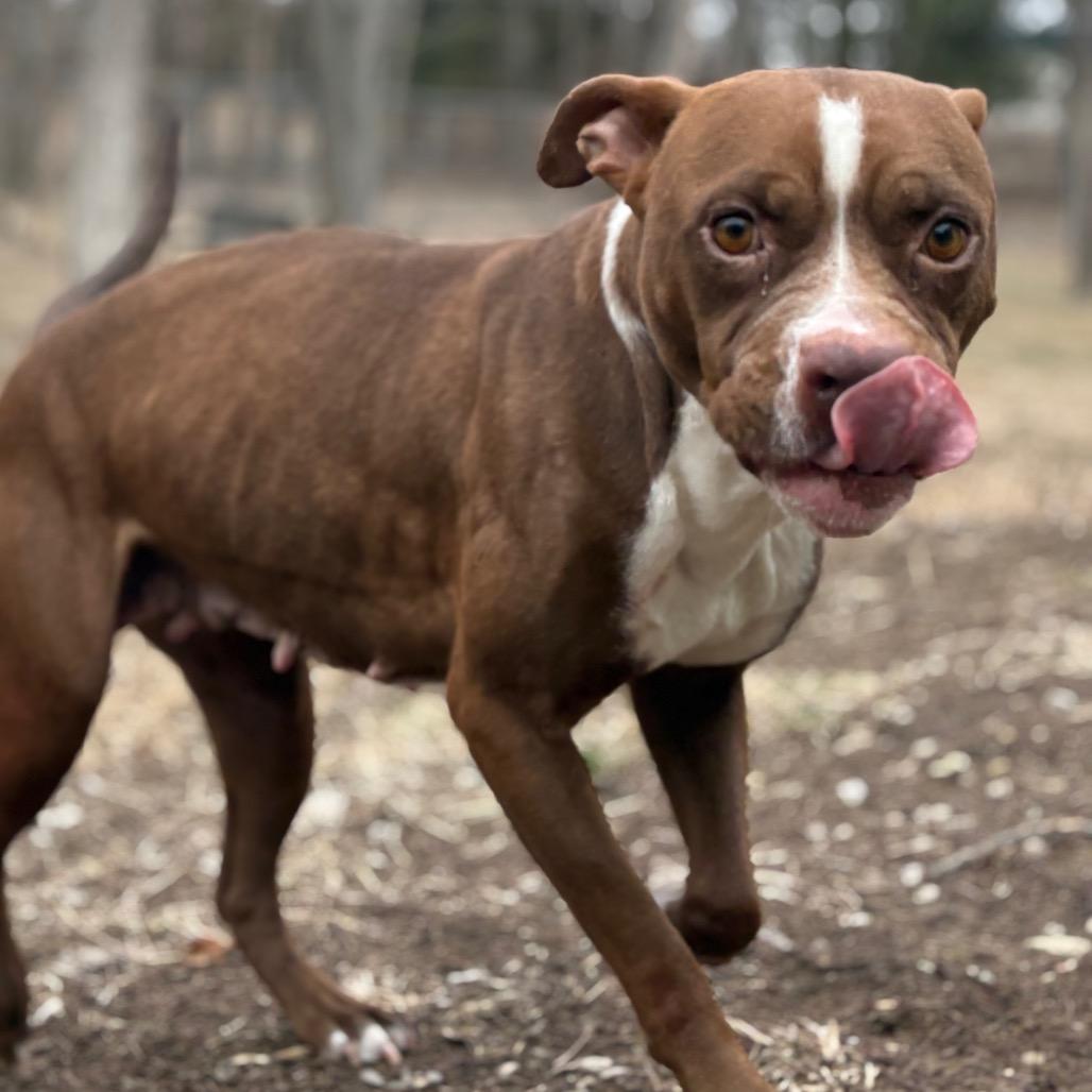 Latte, Adoptable, Young Female Pit Bull Terrier.