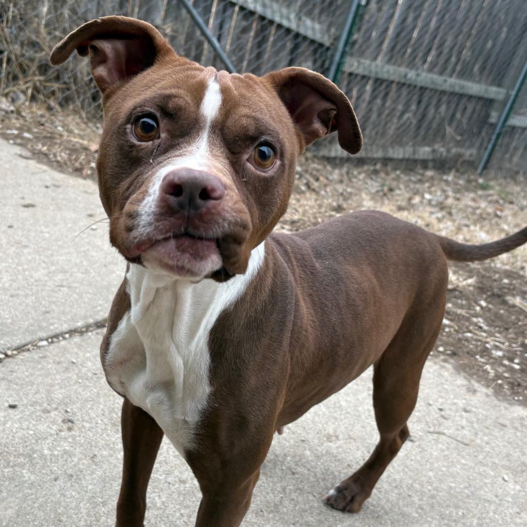 Latte, a Adoptable Pit Bull Terrier in Manhattan, KS image 2/6