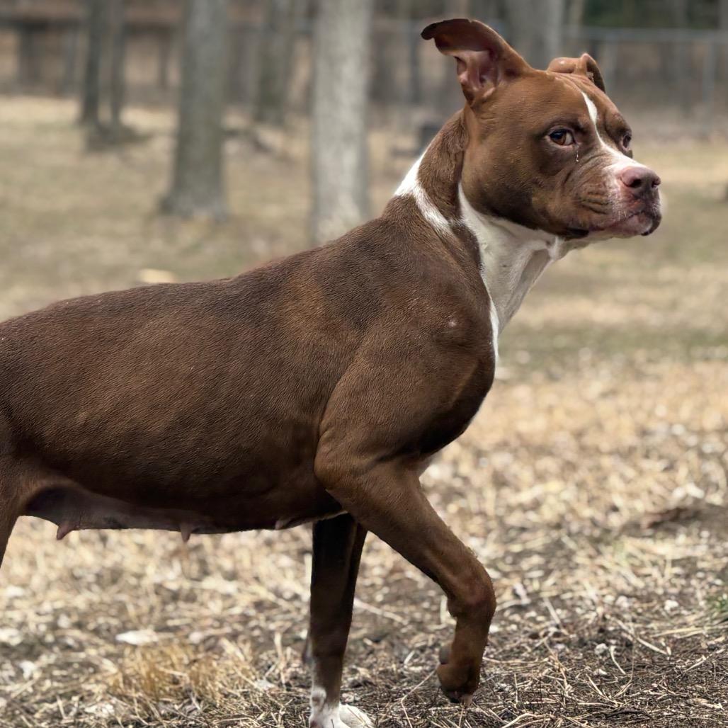 Latte, a Adoptable Pit Bull Terrier in Manhattan, KS image 3/6