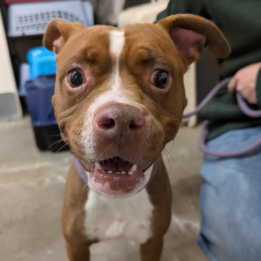 Latte, Adoptable, Young Female Pit Bull Terrier.