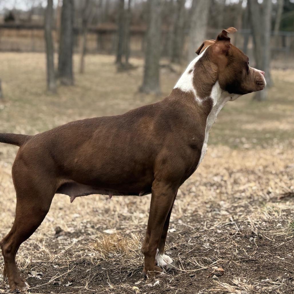 Latte, a Adoptable Pit Bull Terrier in Manhattan, KS image 5/6