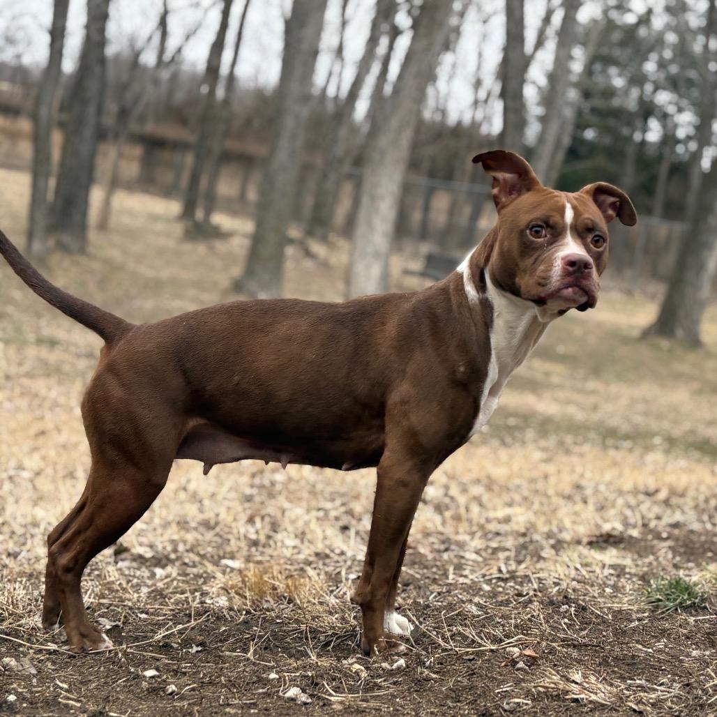 Latte, a Adoptable Pit Bull Terrier in Manhattan, KS image 6/6
