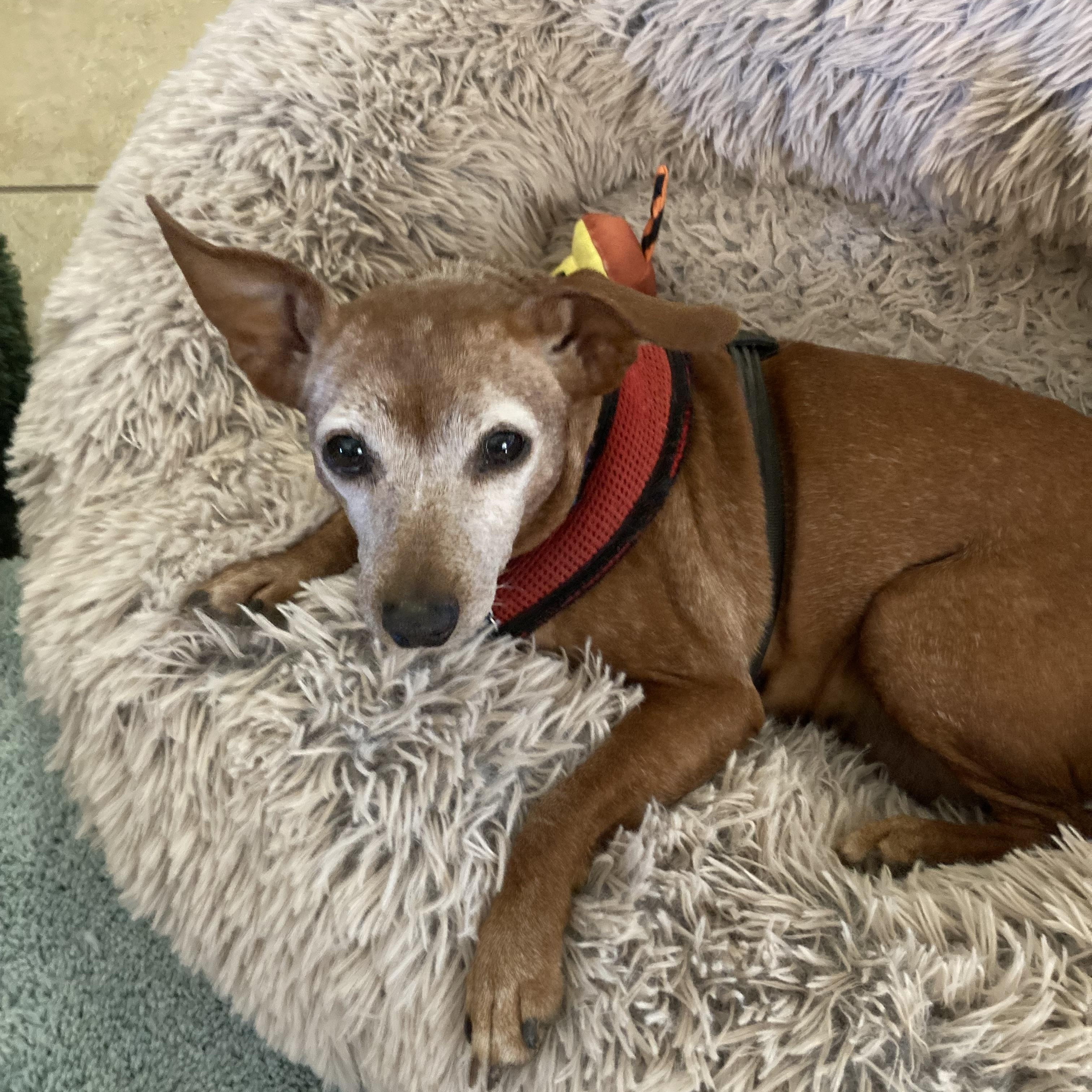 Enlarge Chica, an adopted mixed breed in Austin, TX image 2/2