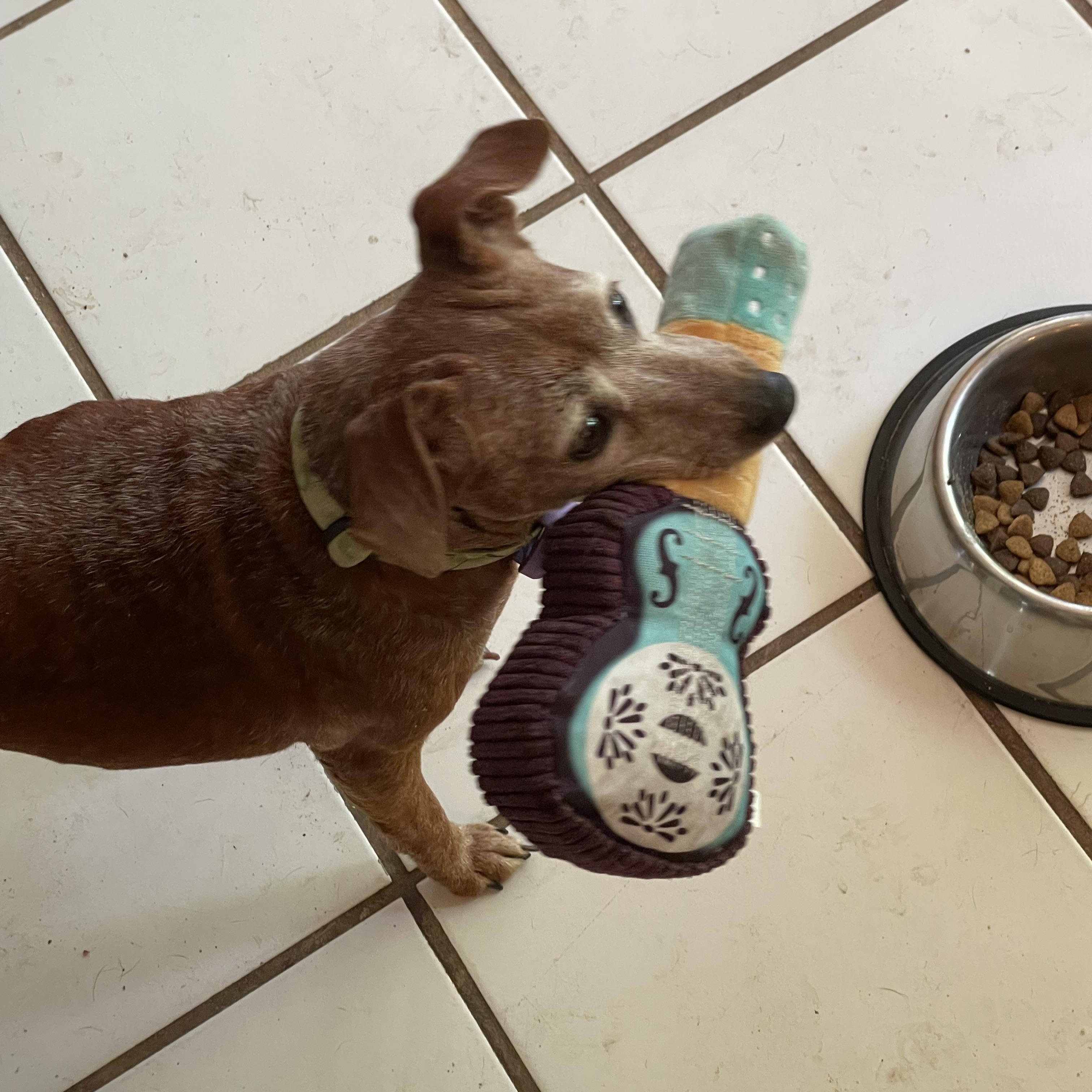 Enlarge Chica, an adopted mixed breed in Austin, TX image 1/2