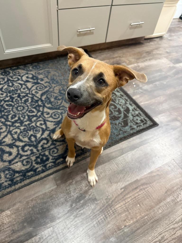 Enlarge Pumpkin, a Adoptable mixed breed in Marion, OH image 1/1