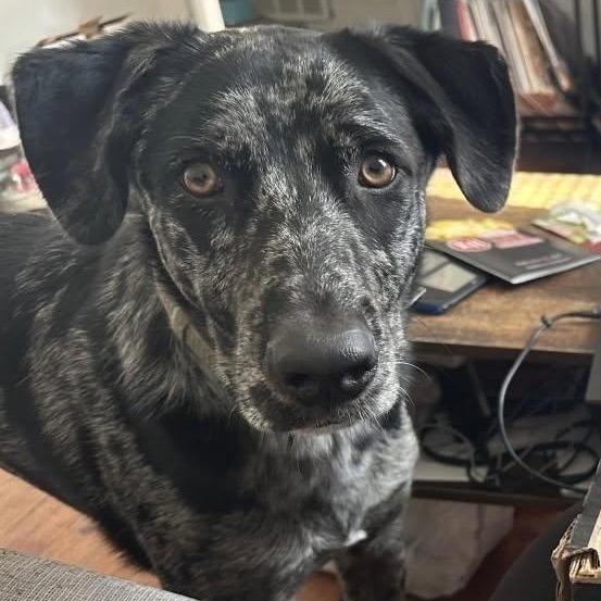 Meet Echo Blaze - Your Adventure is Calling If you hear the sound of paws thundering like a storm a