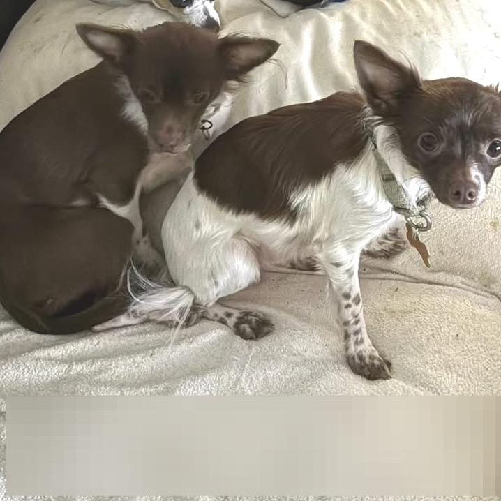 Franklin (bonded w/Benjamin), a Adoptable Chihuahua in Hudson, IL image 1/6