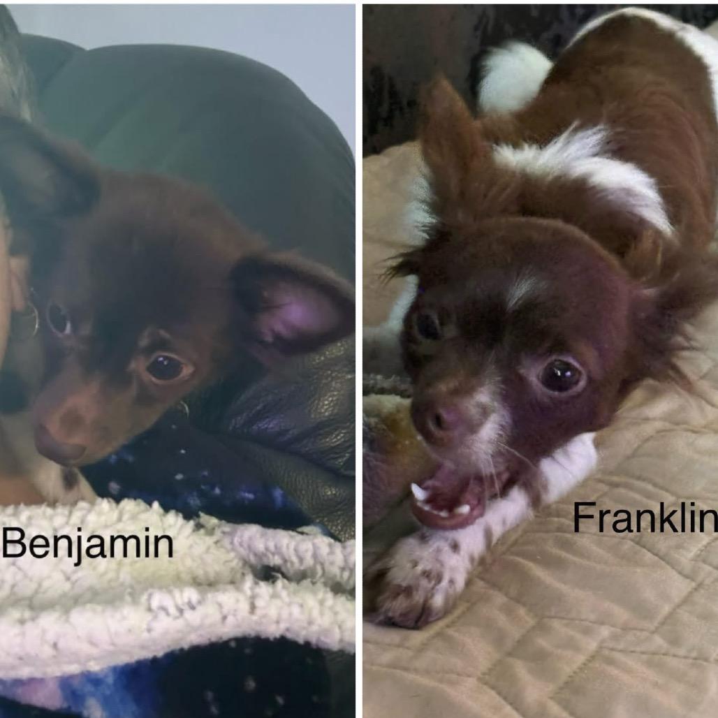 Franklin (bonded w/Benjamin), a Adoptable Chihuahua in Hudson, IL image 3/6
