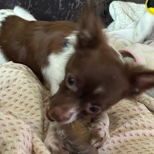 Franklin (bonded w/Benjamin), a Adoptable Chihuahua in Hudson, IL image 5/6