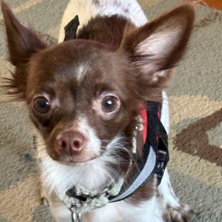 Franklin (bonded w/Benjamin), a Adoptable Chihuahua in Hudson, IL image 6/6