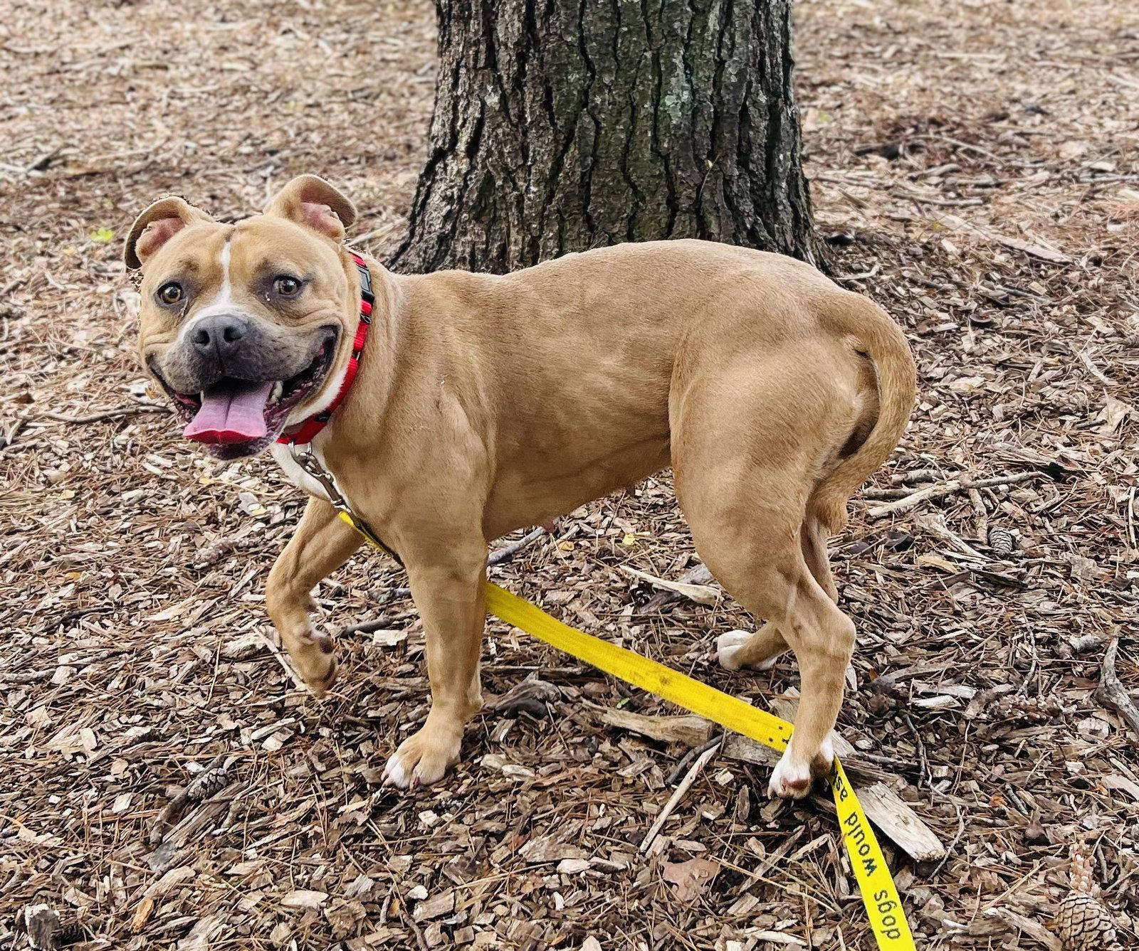 Mamacita (Bio ✅), Adopted, Adult Female Pit Bull Terrier.