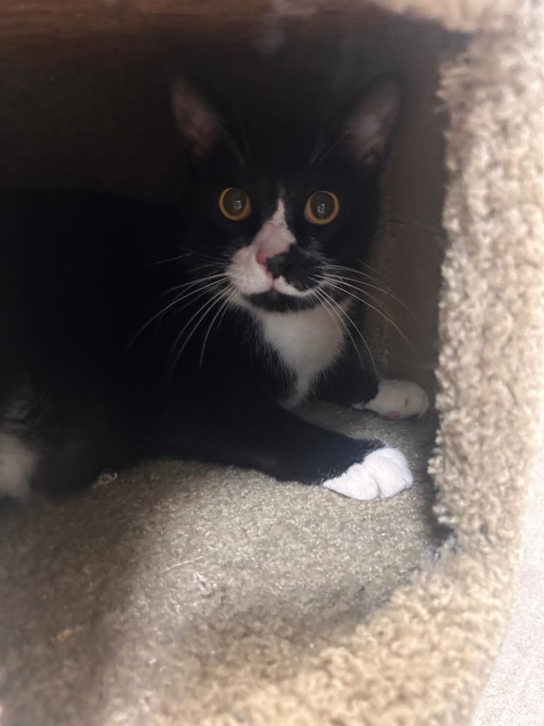 Taz, Adoptable, Adult Male Domestic Short Hair.