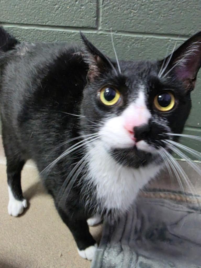 Taz, a Adoptable mixed breed in New Manchester, WV image 2/2