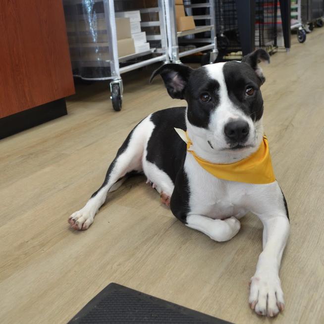 PJ, Adoptable, Adult Female Mixed Breed & Mixed Breed.