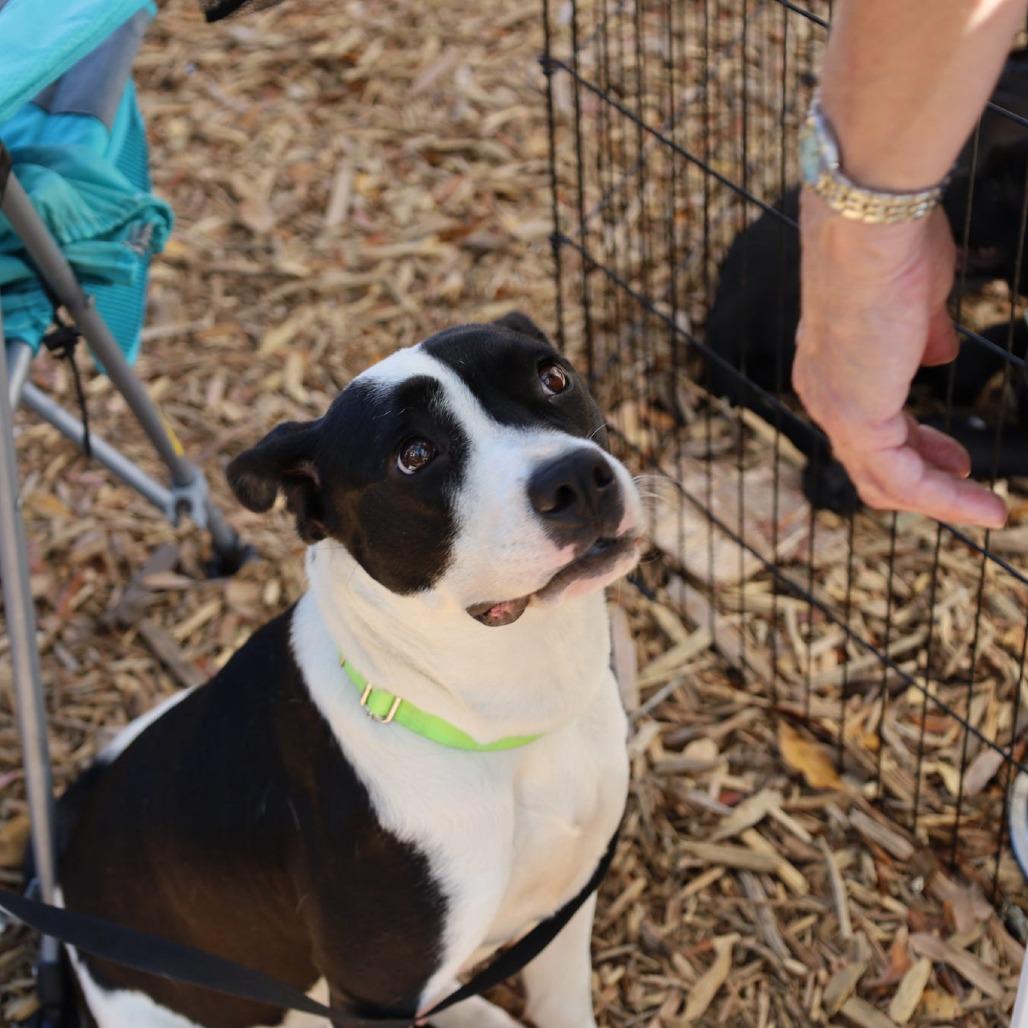 PJ, Adoptable, Adult Female Mixed Breed & Mixed Breed.