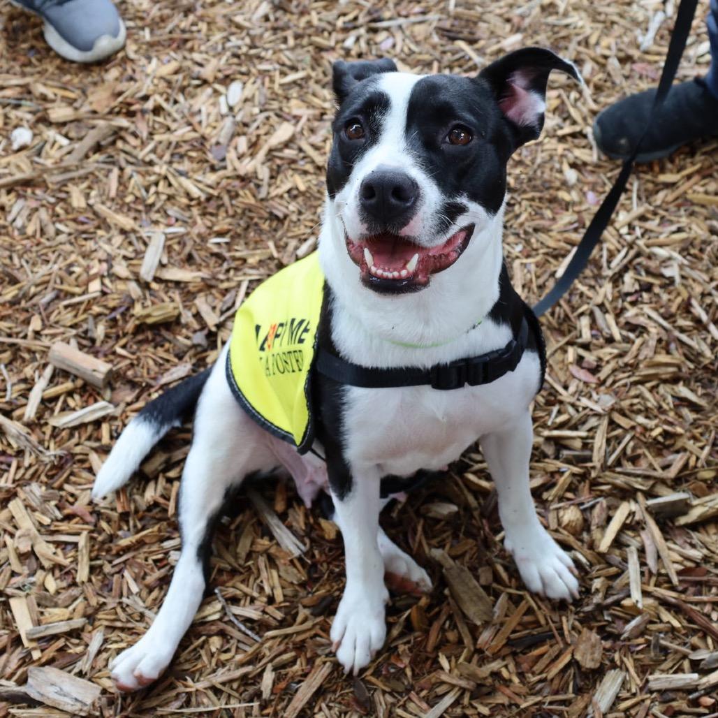 PJ, a Adoptable mixed breed in QUINCY, FL image 2/5