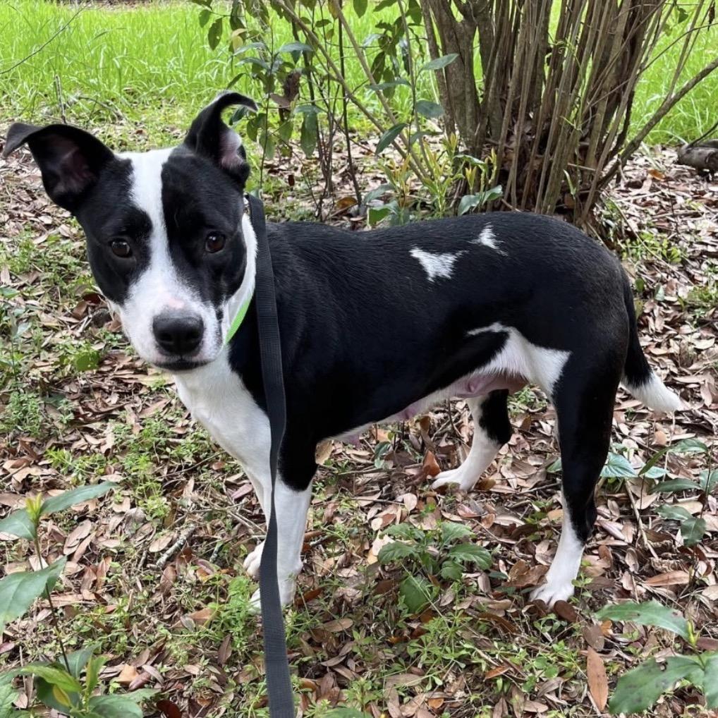 Enlarge PJ, a Adoptable mixed breed in QUINCY, FL image 2/4