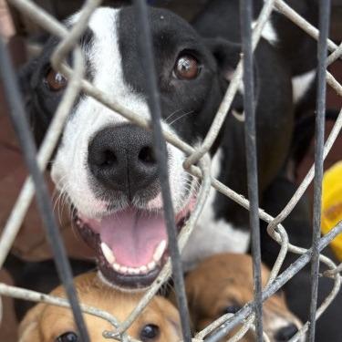 Enlarge PJ, a Adoptable mixed breed in QUINCY, FL image 1/2