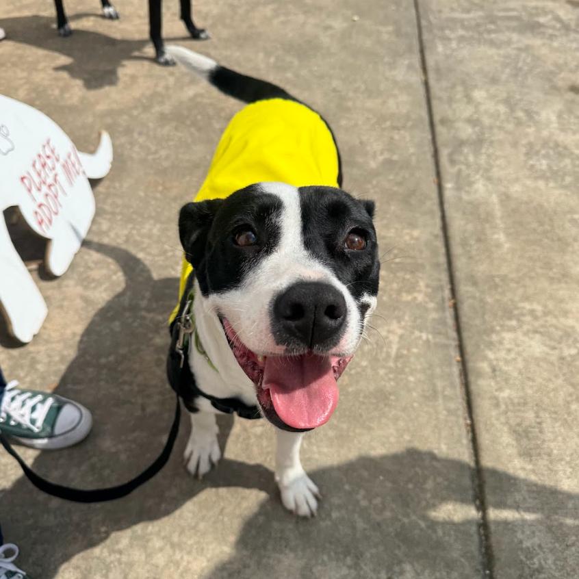 Enlarge PJ, a Adoptable mixed breed in QUINCY, FL image 3/4