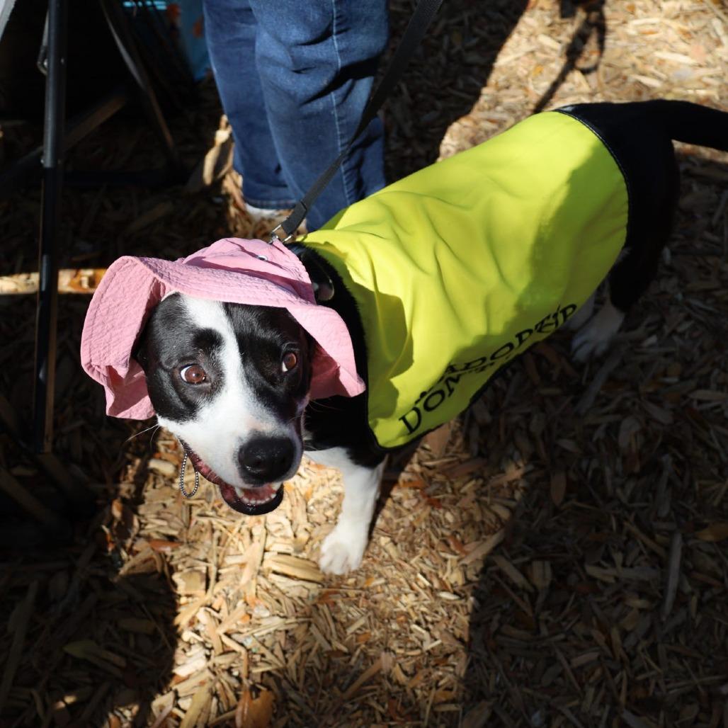 Enlarge PJ, a Adoptable mixed breed in QUINCY, FL image 4/4