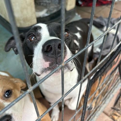 Enlarge PJ, a Adoptable mixed breed in QUINCY, FL image 2/2