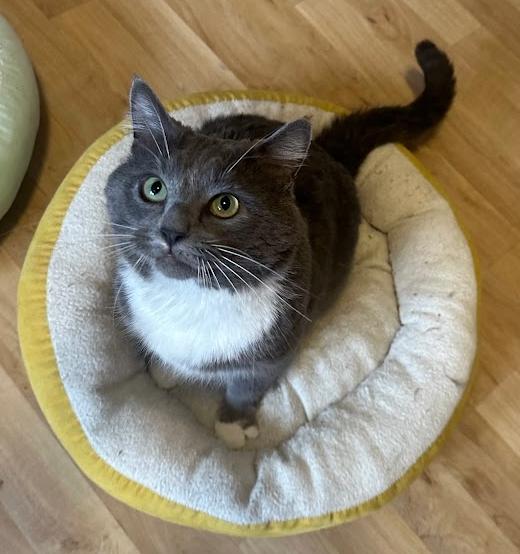 Enlarge Bart, a ADOPTABLE Domestic Short Hair in Indianapolis, IN image 5/6