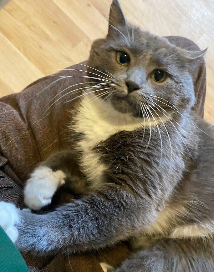 Bart, ADOPTABLE, Young Male Domestic Short Hair.