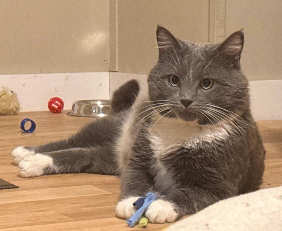 Enlarge Bart, a ADOPTABLE Domestic Short Hair in Indianapolis, IN image 3/6