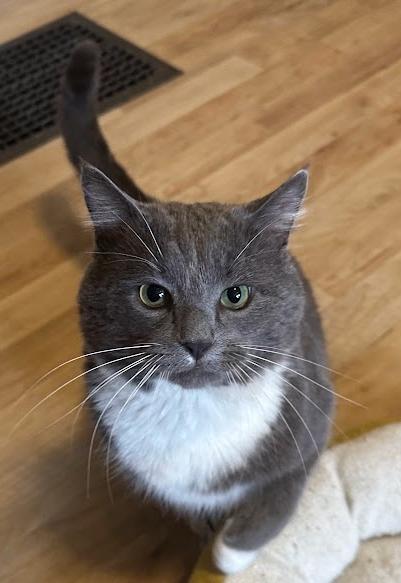 Enlarge Bart, a ADOPTABLE Domestic Short Hair in Indianapolis, IN image 2/6