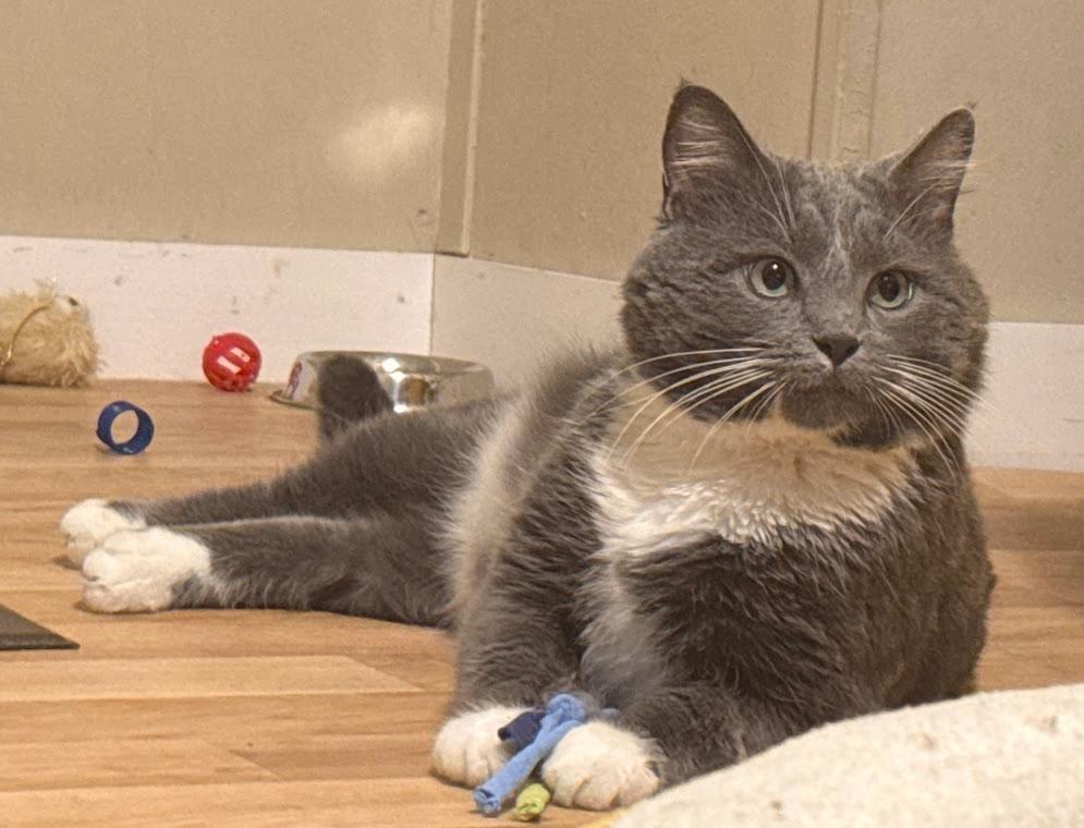 Enlarge Bart, a ADOPTABLE Domestic Short Hair in Indianapolis, IN image 6/6